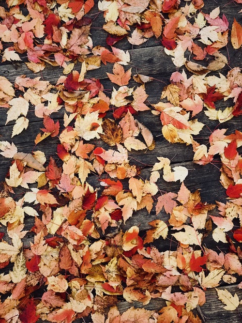 Ideas de fotos de otoño para Instagram - hojas