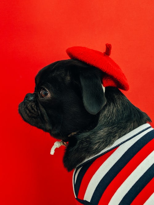 ideas de fotos de otoño para instagram - pug en una boina roja
