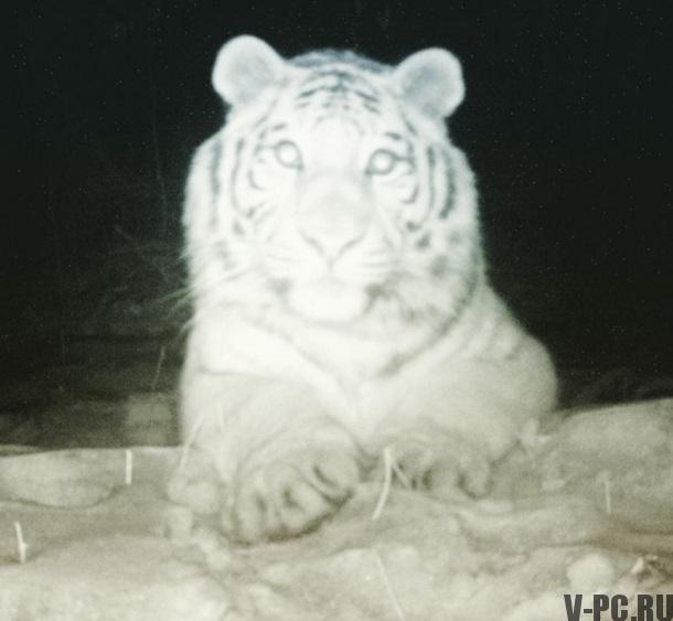tigre se tomó una selfie